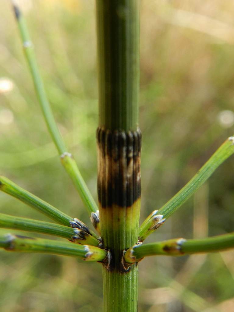 Equisetum sp.